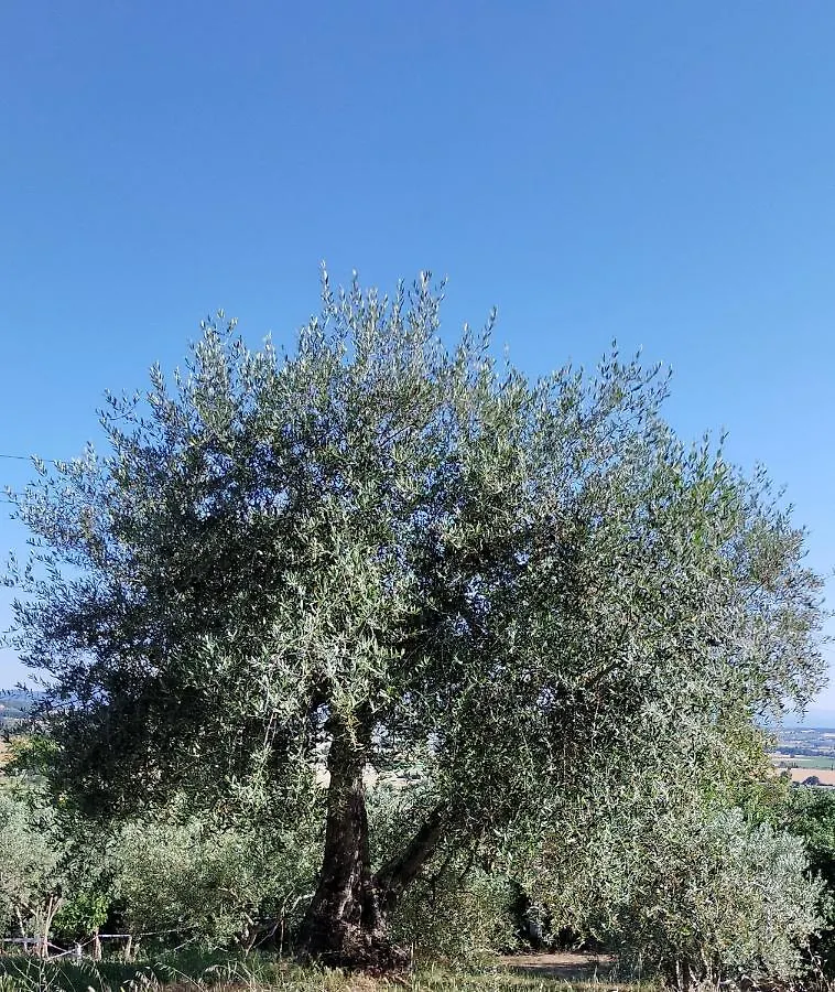L'Olivo Appartamento Turistico Lucignano 0*,